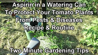 How to Use Aspirin to Prevent Pests & Disease on Tomatoes - Recipe & Routine: Two Minute TRG Tips