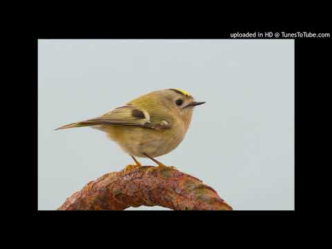 Vogelbestimmung: Wintergoldhähnchen (Regulus regulus)
