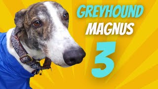Adopting a Greyhound - Magnus part 3 (Remastered) by Magnus Greyhound 366 views 4 months ago 8 minutes, 34 seconds