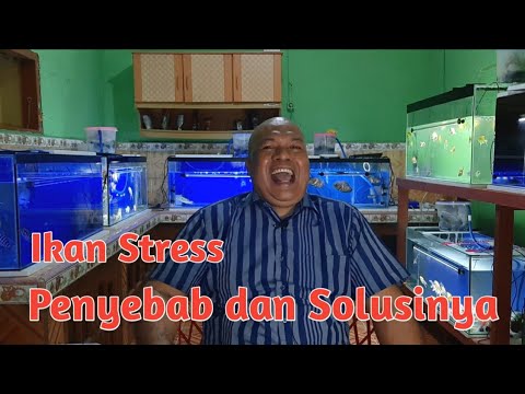 Video: Bergabunglah dengan Klub: The Eastern Betta Society