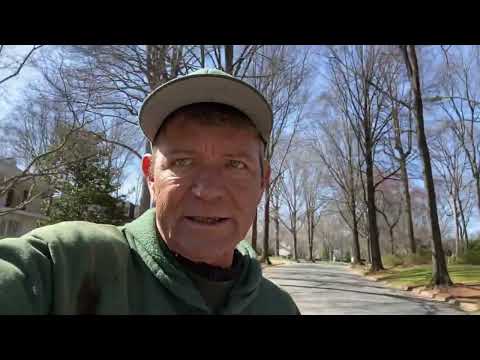 Video: Volutella Blight Of Pachysandra - Tips om Pachysandra Leaf Blight Treatment