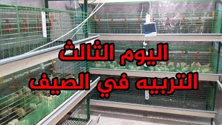 تربيه الدواجن بالاعشاب في الصيف اليوم الثالث مضاد حيوي معوي وفيتامينات وكالسيوم