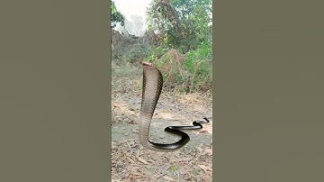 इच्छाधारी नागिन और तांत्रिक की कहानी🐍#shorts #naagin #snake #aghori #youtubeshorts #viral
