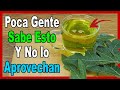 Hojas de Papaya: Milagroso Remedio que casi todos desconocen