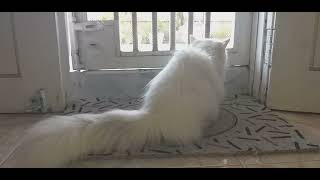 Saat una kepo dgn si barakokok 😘