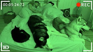 Cats and Dogs Try To Wake Me Up All Night! Cute Pets Video