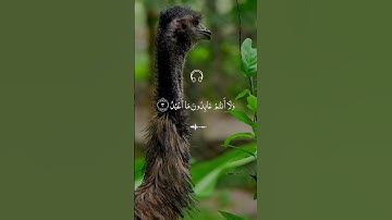 سورة الكافرون من الآية 1 إلى 6 بصوت الشيخ #احمد_العجمي