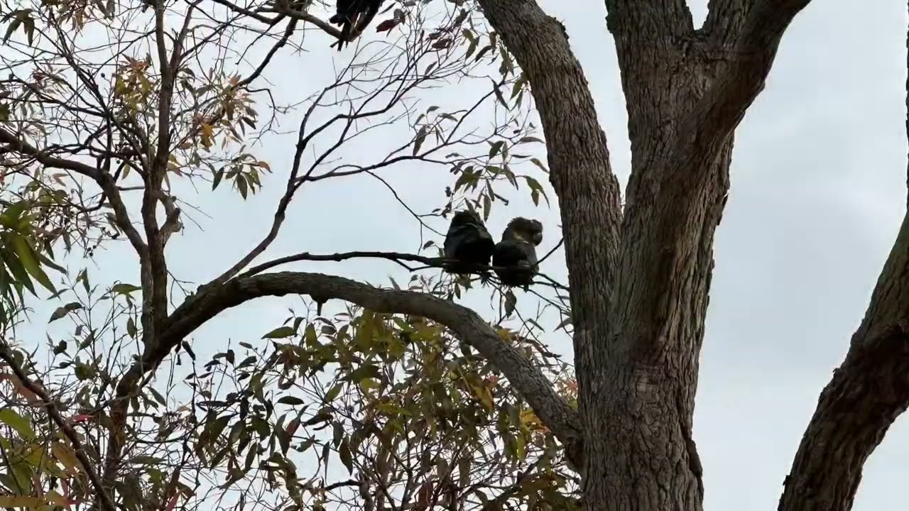 澳洲银木和它表弟：揭秘神秘的亲属关系！
