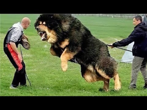 Vídeo: Quais Cães São Os Mais Poderosos E Fortes