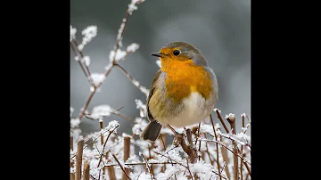 Comment font les animaux pour passer l'hiver ?