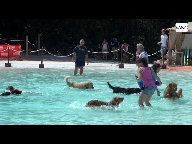 Piscinas para perros en Madrid