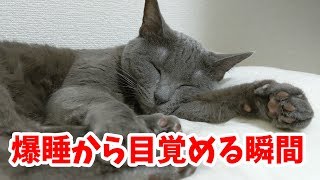 猫が爆睡から目覚める瞬間