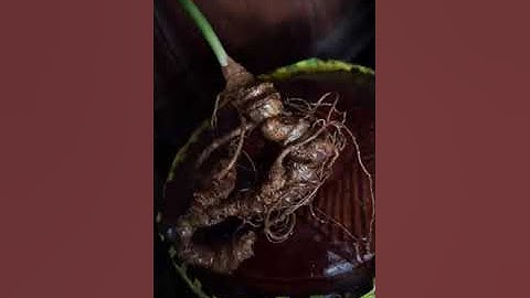 Củ sâm rừng tự nhiên #sâm_ngọc_linh_rừng #sâm_lai_châu_rừng #sâm_lai_châu #sâm_ngọc_linh