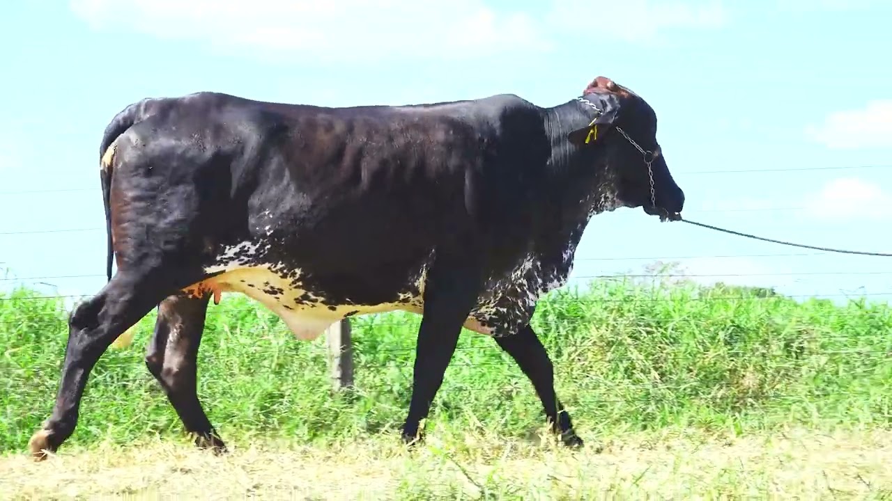 LOTE 70 TEFA DACOTINA