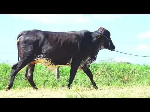 LOTE 70 TEFA DACOTINA