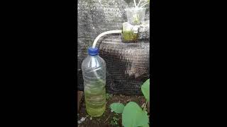 Karya Asli Putra SITUBONDO, Berkebun ala Wong NdHeso pakai HDP3R.mp4