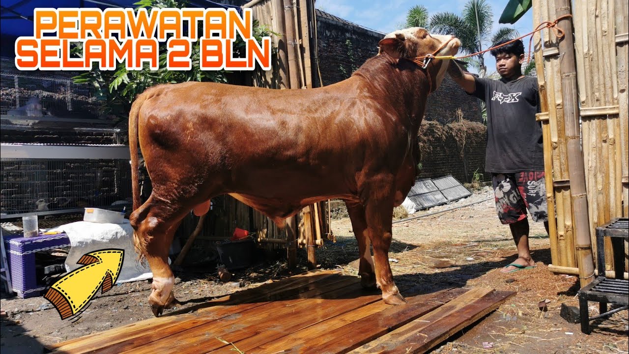 MEMANDIKAN SAPI SEKALIAN BERJEMUR || SUDAH 2 BULAN DI KANDANG LEMBU