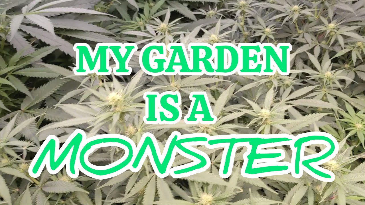 My Garden is a Monster