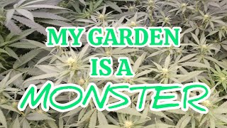 My Garden is a Monster