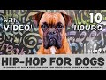 10 hours of calming hiphop music for dogs with separation anxiety  with