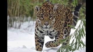 "Jaguar Rewilding: Restoring Balance to Yellowstone"