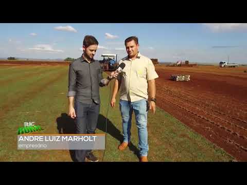 Vídeo: Grama Derbennik - Cultivo, Propriedades úteis, Aplicação