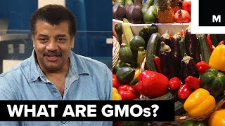What are GMOs What are GMOs