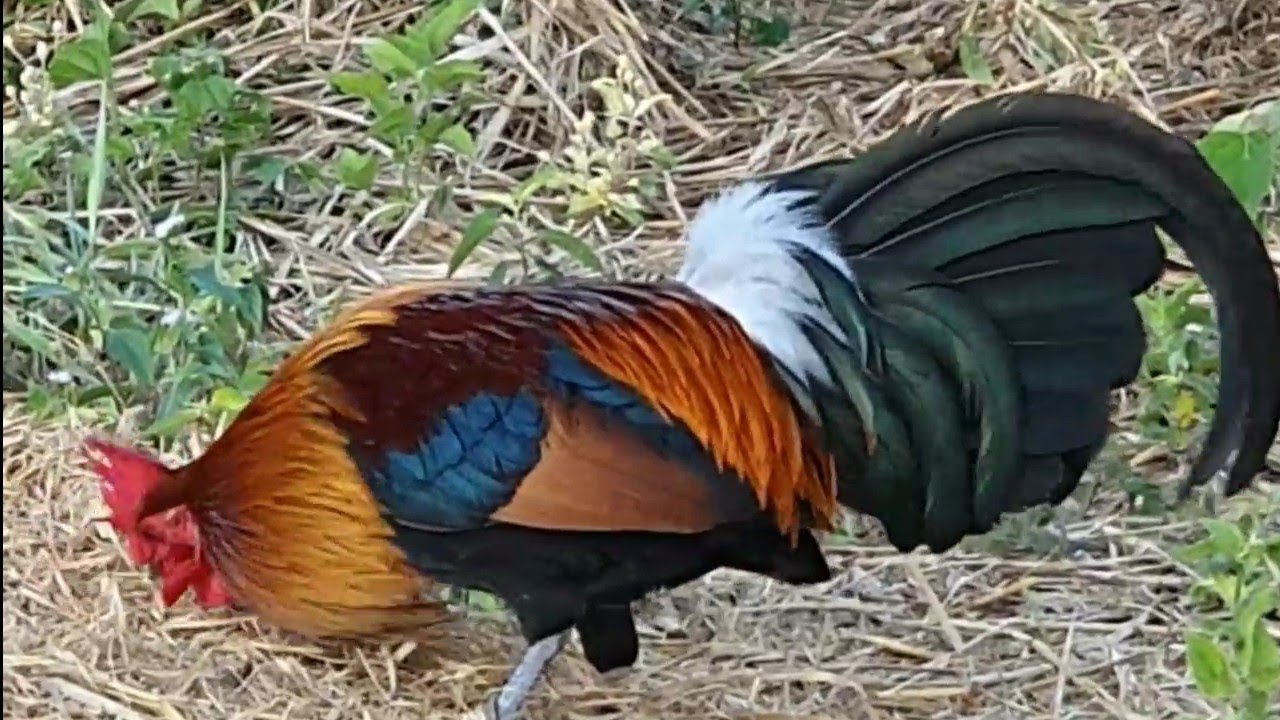 Npaj Siab Tag Kis Coj Kuv Tus Qaib Ej Qua Phem Mus Dib Nawb 7/1/2026.