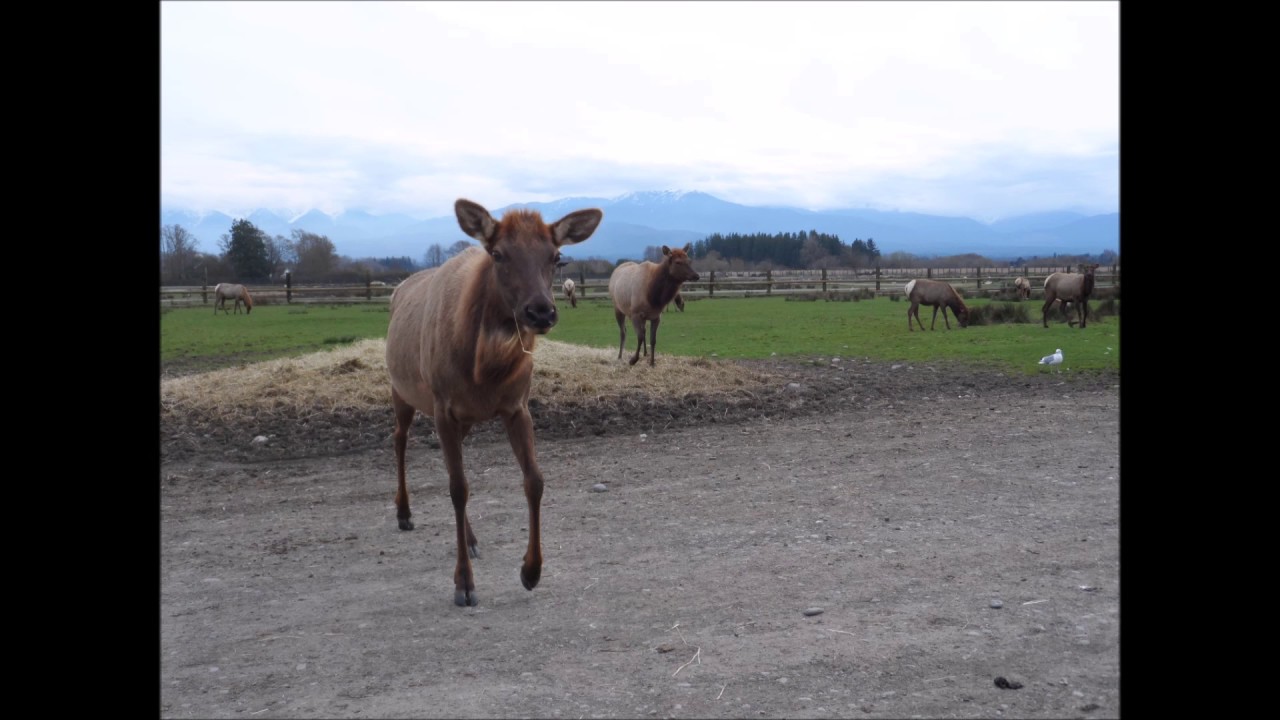 Grizzle - Merit of This Film