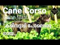Cane Corso (കാനെ കോർസോ) | Italian Mastiff_Meet the Dog S01 E07 - Cane Corso in Kerala