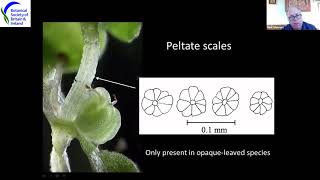 Water-starwort Identification