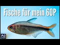 Fische für ein 60cm Aquarium | AquaOwner