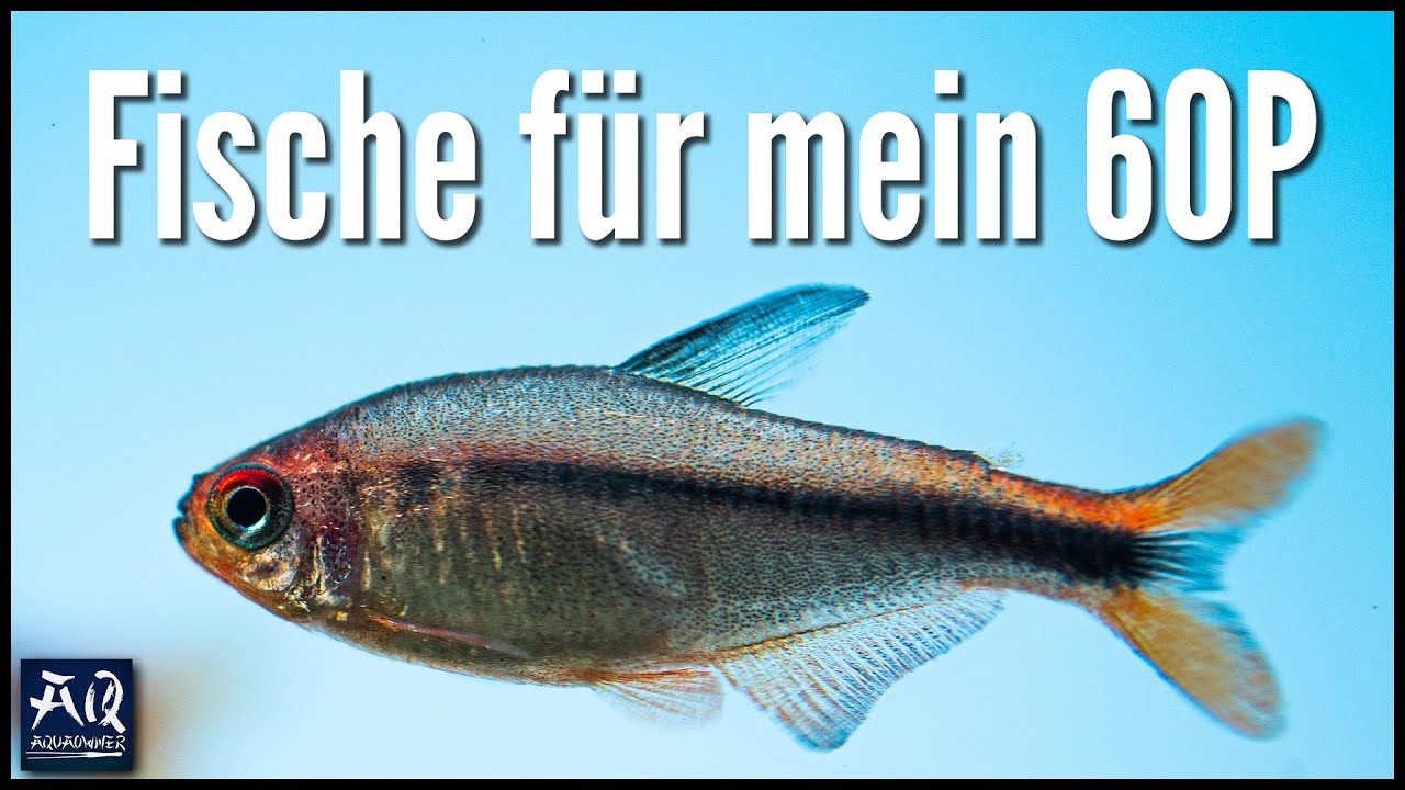 Für aquarium anfängerfische 60l Fische kaufen?