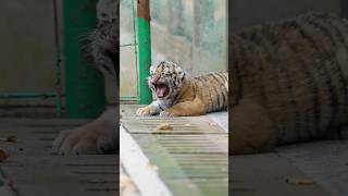 Tiger core #usa #funny #animals #cute #pets #tiger #tigers #funnyvideo #fyp #funnyanimals #viral