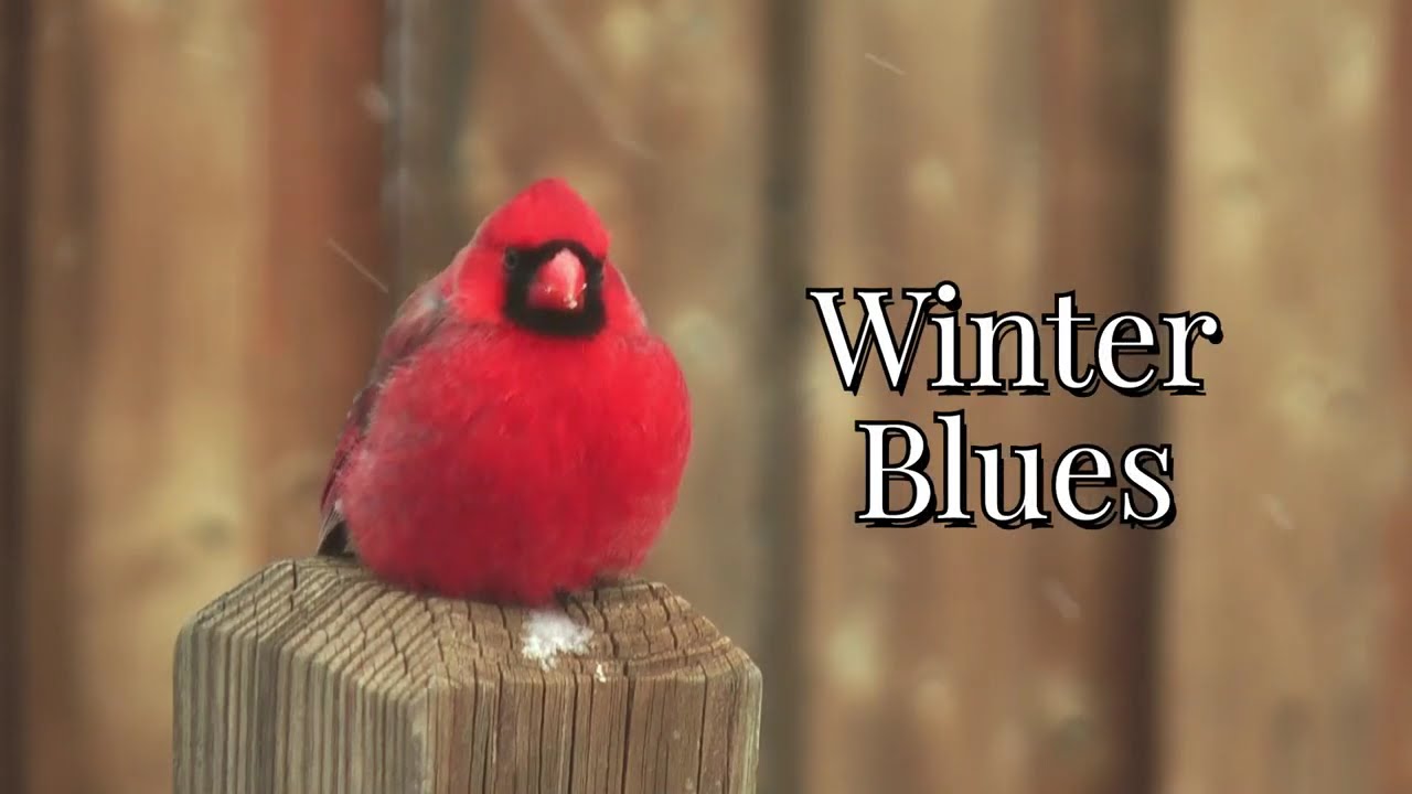 Cabin fever? Winter Blues? 