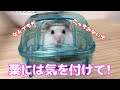 【ハムスター】あわ玉をあげる時は注意してください！