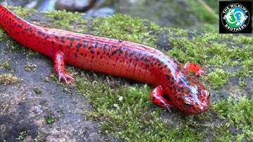 A very RARE and very RED Salamander!