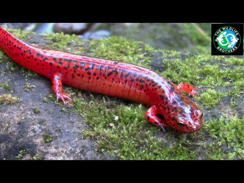 Video: Kan rödbuksalamander leva med fisk?