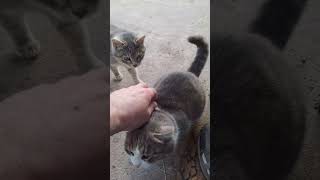 Cats meowing. Cute Voice ?