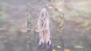 “Kedi değil Aslan gibi”