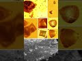 Une fleur dans de l'ambre #géologie #science #geology #fossil #fossile #paleontology #paléontologie
