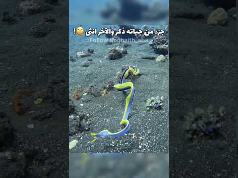 ثعبان البحر الشريط هو نوع ثعبان البحر موراي جميلة فريدة من نوعها والعضو الوحيد من جنس رينومورينا