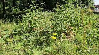 Silver washed Fritillaries, North Lincolnshire