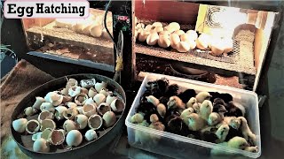How to hatch Eggs At Home FULL VIDEO | Hatched Result | Best Homemade Egg Incubator For Chicken Eggs