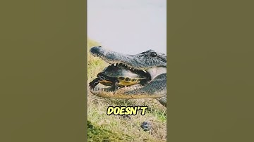 Can a crocodile crush a turtle shell?” 🐊🐢
