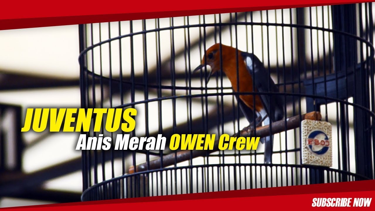 suara anis merah juventus suara anis merah juventus