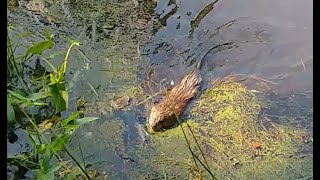 A Muskrat Comes Out for Lunch at Lincoln Woods State Park, RI - S01E103