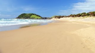 Sea Snail Bullia Digitalis