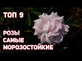 Розы с супер свойствами. ТОП 9 - самые зимостойкие, красивые и неприхотливые сорта!