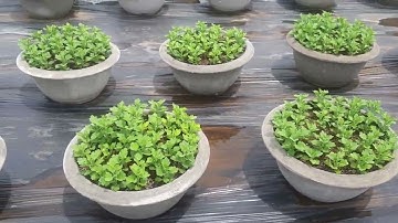 Bông cúc đại đóa tết 2023(30/8âl)#ToanNguyen